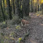 Les Hirondelles De Montsec * Pampelonne