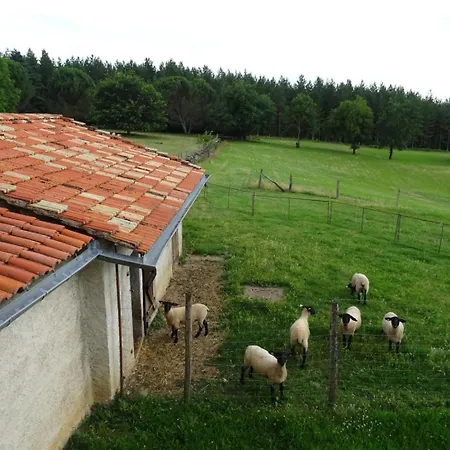Les Hirondelles De Montsec Pampelonne